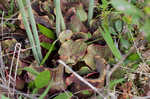 Purple pitcherplant